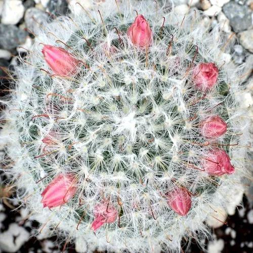 Powder-puff Cactus