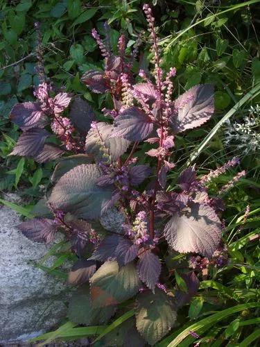 Shiso Mint