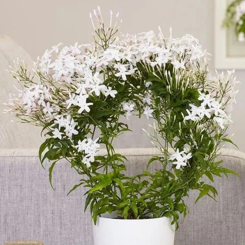 White Jasmine