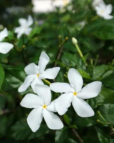 Pinwheel Jasmine