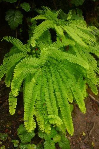 Jurassic Fern