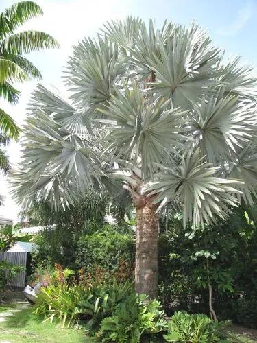 Bismarckia Palm