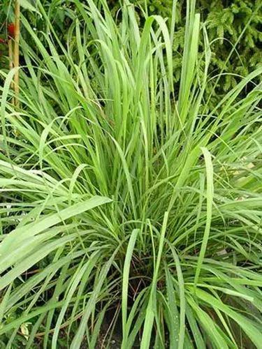 Cymbopogon Nardus (Citronella)