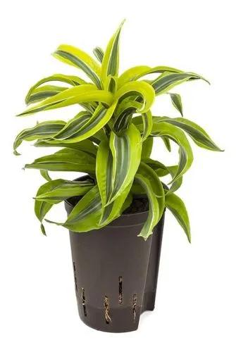 Lemon Surprise Dracena