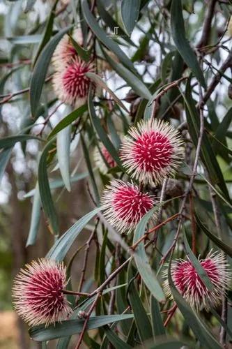 Hakea Laurina