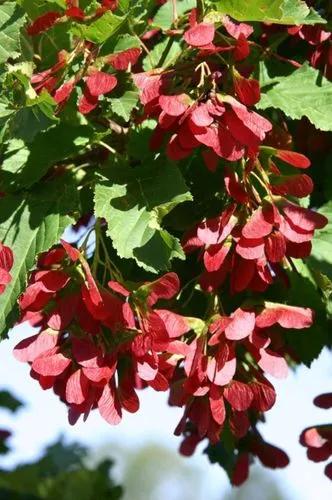 Tartar maple