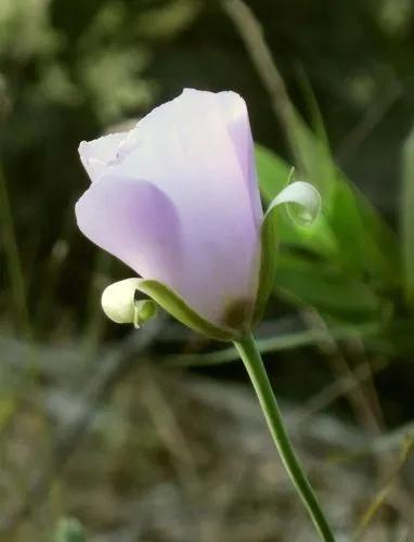 Calochortus Splendens