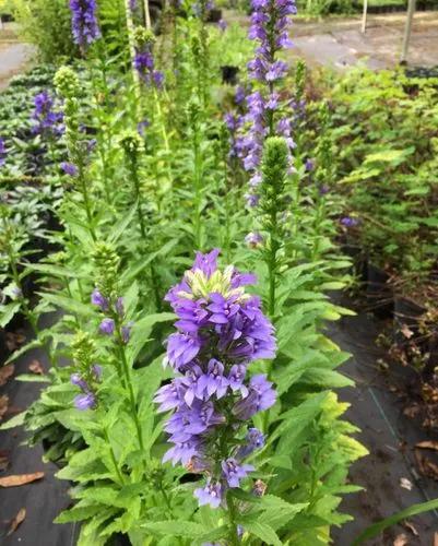 Blue Lobelia