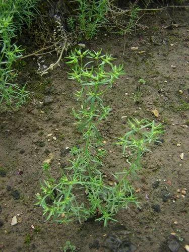 Dwarf Spurge