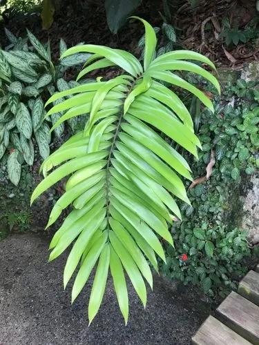 Zamia Sandovalii