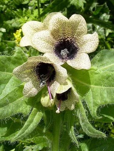 Henbane