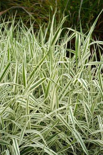 Ribbon Grass