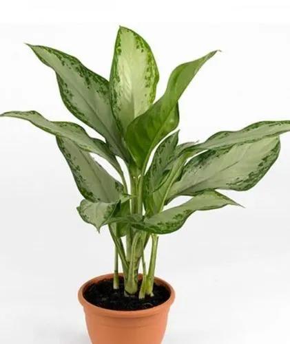 Aglaonema modestum