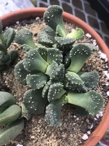 Aloinopsis Luckhoffii