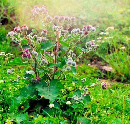 Burdock