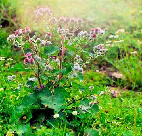 Burdock