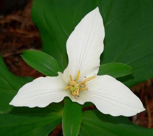 Trillium Ovatum