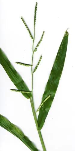 Moorochloa Grass