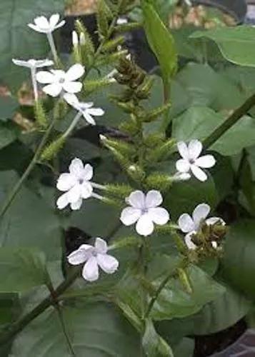 Plumbago Zeylanica