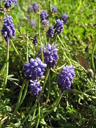 Grape Hyacinths