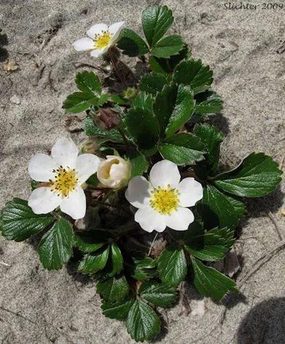 Beach Strawberry