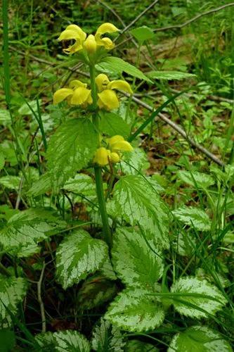 Yellow Archangel