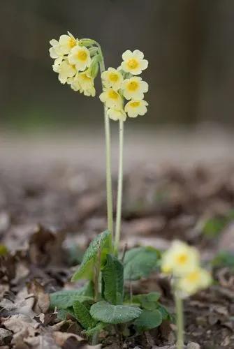 Oxlip