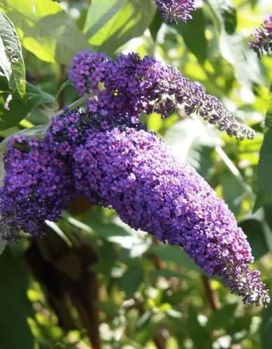 Butterfly-bush