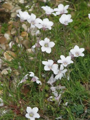 Linum Campanulatum