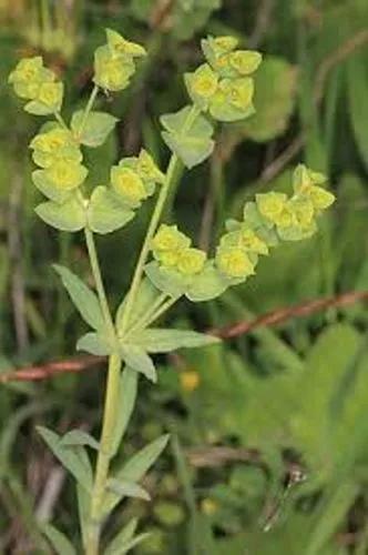 Euphorbia terracina