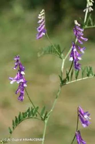 Smooth Vetch