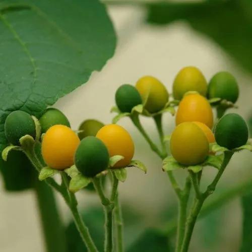 Dwarf Tamarillo