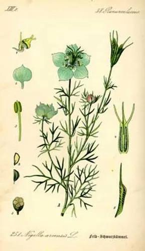 Black Bread Weed, 	Love-In-A-Mist