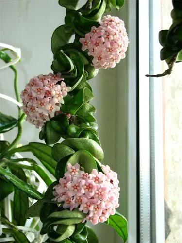 Hoya Carnosa 'compacta'