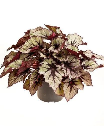 Begonia Beleaf