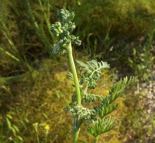 Knotted Hedgeparsley