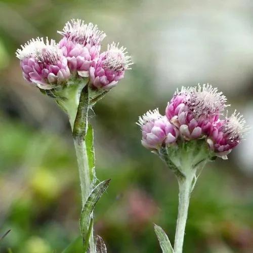 Antennaria Dioica