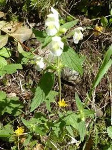 Yellow Hollow Tooth