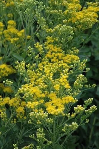 Goldenrod