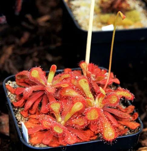 Drosera Venusta