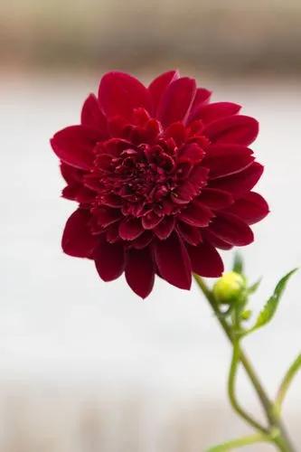 Dahlia pinnata