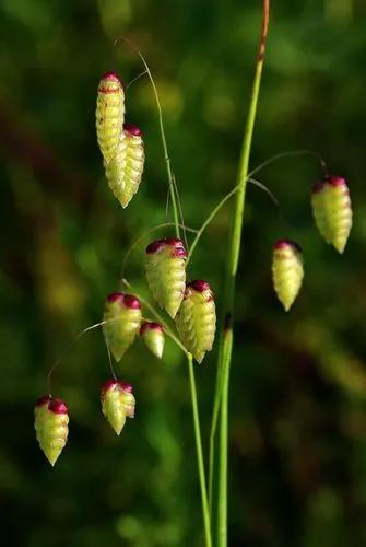 Big Quaking Grass