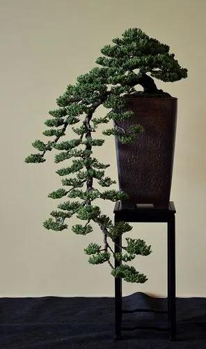 Japanese Garden Juniper