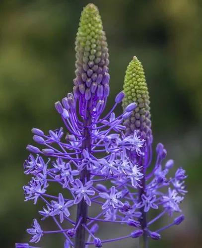 Scilla Hyacinthoides