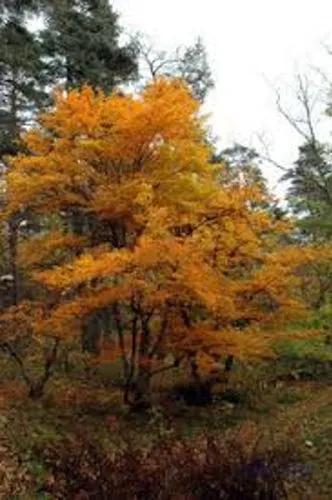 Three-Flowered Maple