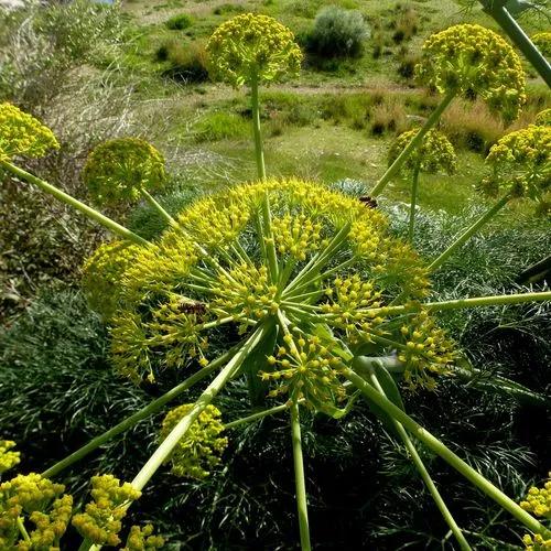 Ferula Communis