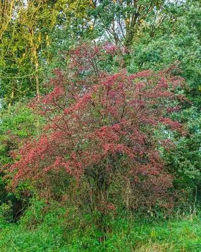 Cockspur Hawthorn