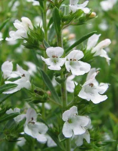 Winter Savory