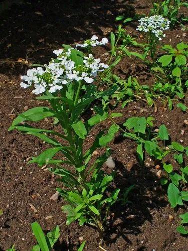 Wild Candytuft