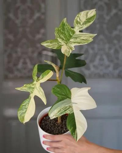 Philodendron Florida Beauty Variegata